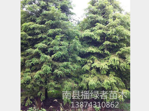 中山杉4