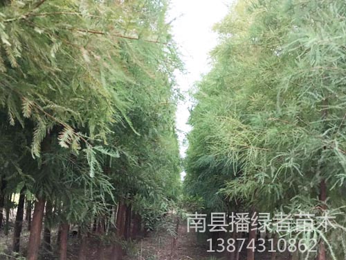 墨西哥落羽杉