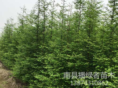 大量供应水杉-播绿者苗木