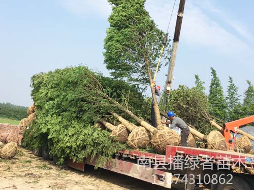 湖南水杉的经济价值