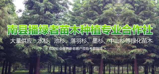 南县播绿者苗木种植专业合作社-南县水杉|南县池衫|南县落羽杉