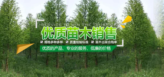 南县播绿者苗木种植专业合作社-南县水杉|南县池衫|南县落羽杉