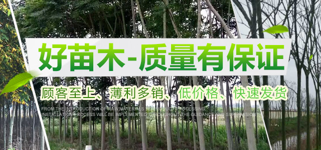 南县播绿者苗木种植专业合作社-南县水杉|南县池衫|南县落羽杉